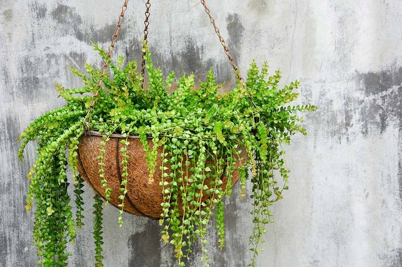 25 Awesome Succulent Porch Garden Ideas To Boost Curb Appeal - Decor Hint Hanging Succulent Baskets
