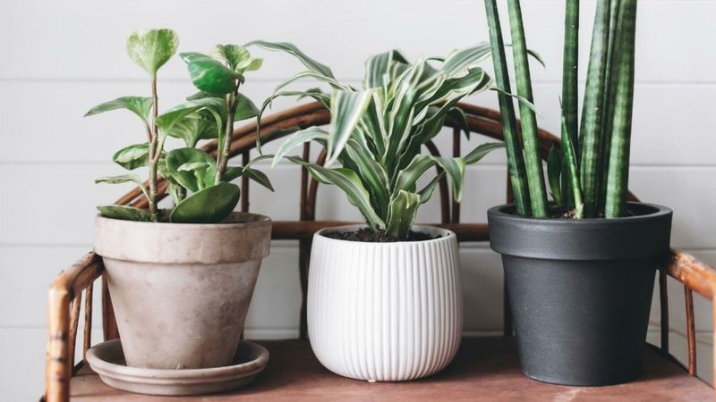 9 Things That Have No Business In Your Home And 9 You Should Invest In - Decor Hint Indoor Plants