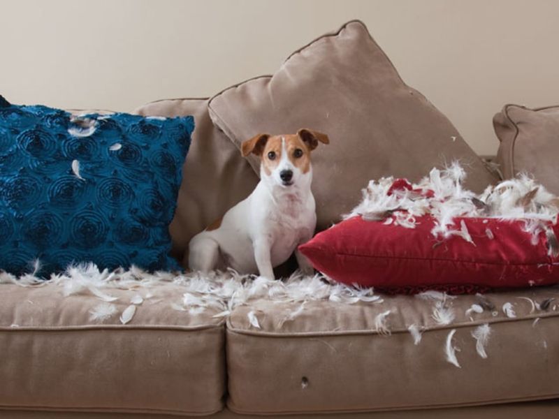 Lingering Pet Evidence