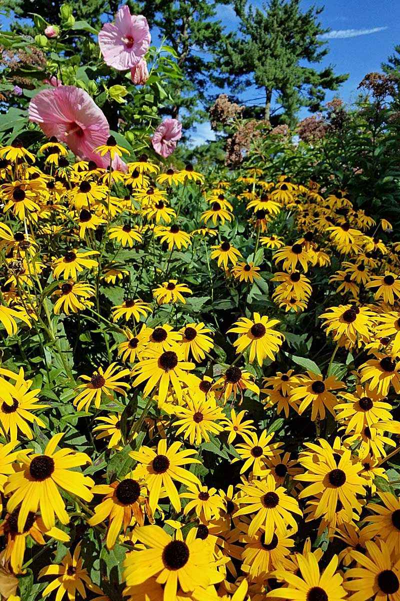 13 Home & Garden Ideas Inspired By The Heart Of Pennsylvania - Decor Hint Wildflower Meadows with Native Blooms