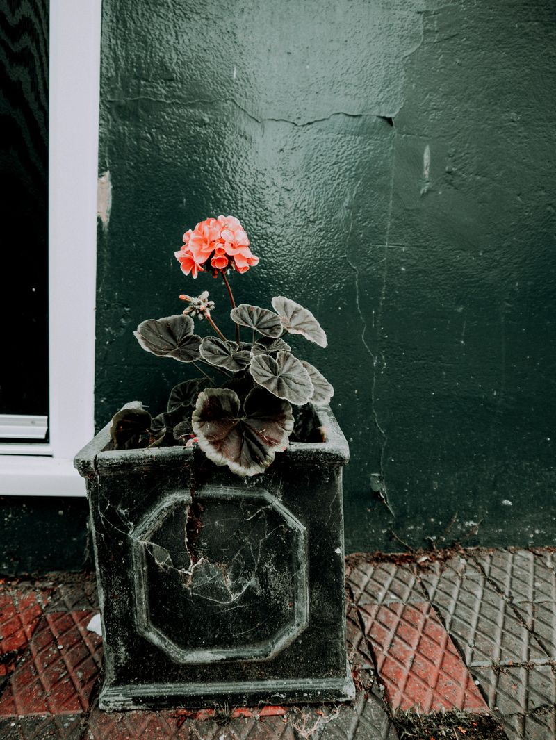 Broken Planters