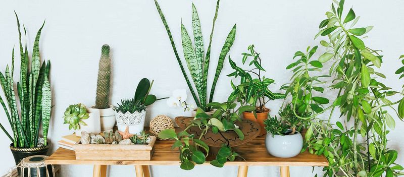 Artificial Plants