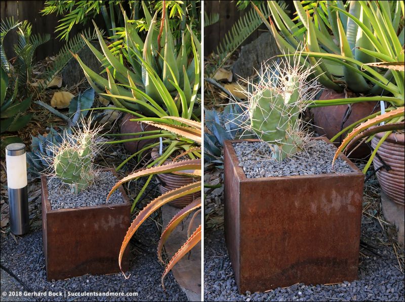 Phoenix Know-How 10 Creative Outdoor Designs For Thriving In The Desert - Decor Hint Cacti-Filled Raised Planters