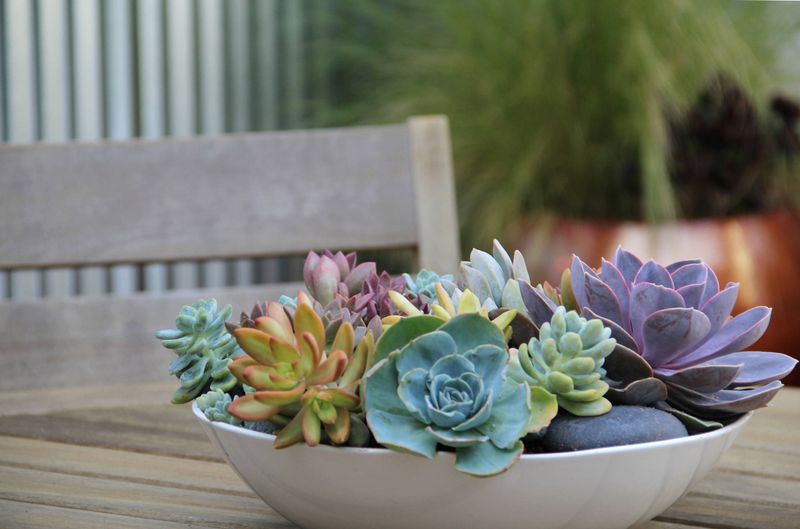 25 Awesome Succulent Porch Garden Ideas To Boost Curb Appeal - Decor Hint Colorful Mixed Succulent Containers