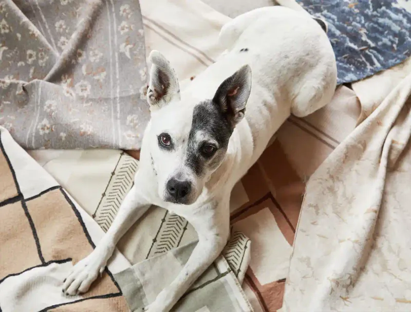 Creature Comforts: How Pets Are Influencing Home Design Trends - Decor Hint Pet-Friendly Material Revolution