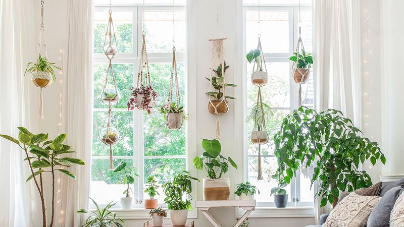 Easy Ways To Refresh Your Home With Plants, Cushions, And Composting - Decor Hint Hanging Plants Create Instant Drama