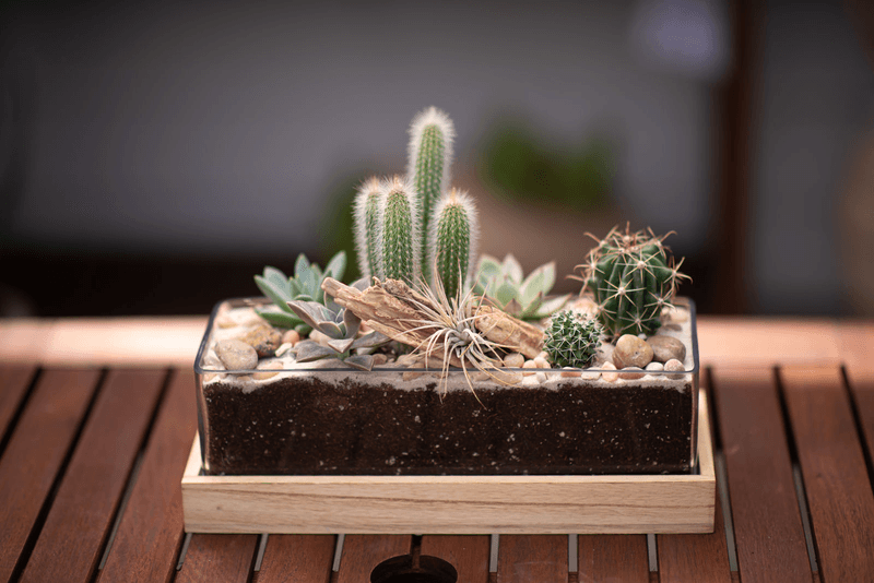 Boho Meets Desert With New Mexico Decor That Pops - Decor Hint Cactus Companions: Desert Plants With Attitude
