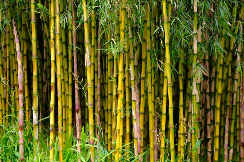 21 Landscaping Features That Are Really Annoying Your Neighbors, Real Estate Pros Say - Decor Hint Invasive Bamboo Plantings