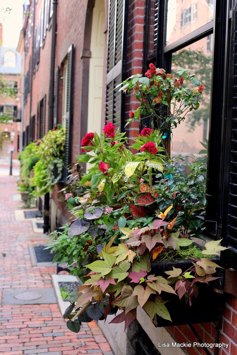 Window Flower Boxes