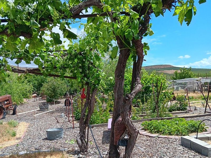 10 Outdoor Corners That Make Washington Homes Feel More Private - Decor Hint Trailing Grape Arbors