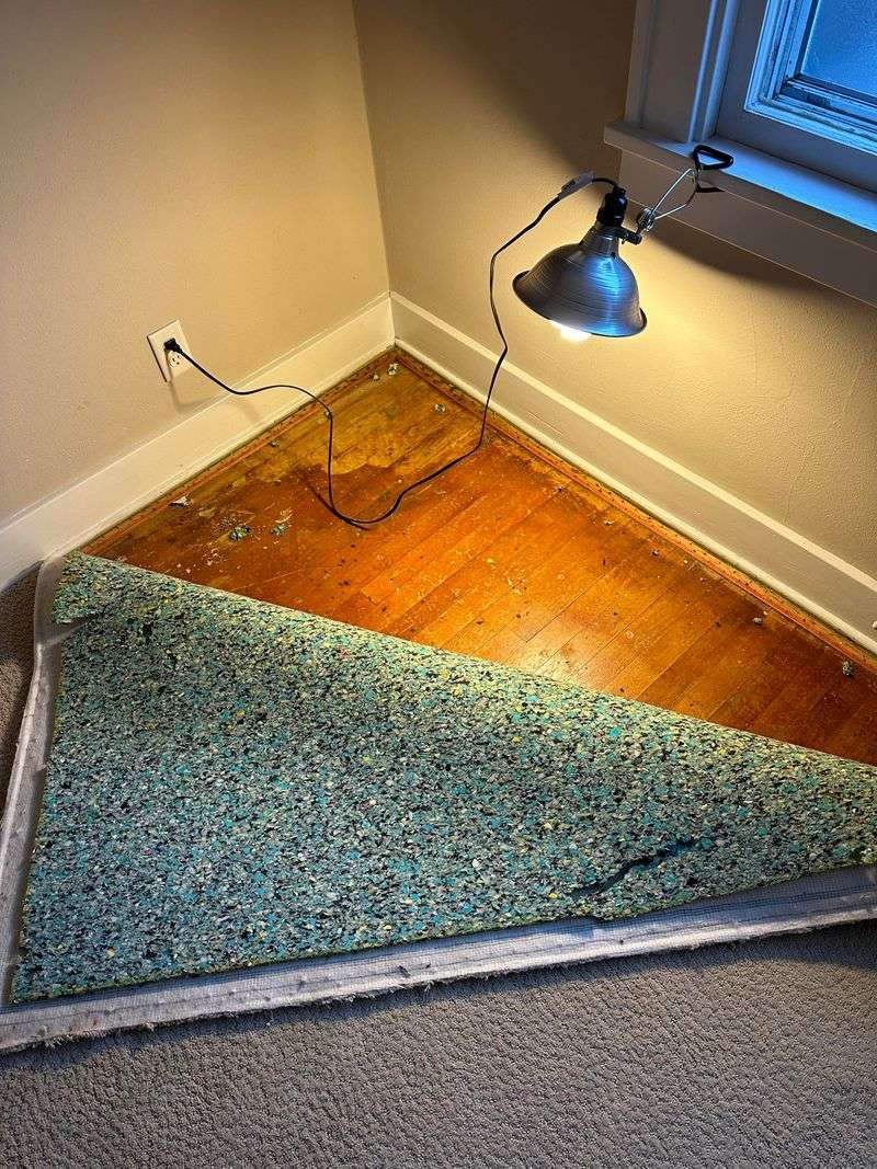 10 Must Toss Items In A Wisconsin Home And 10 Pieces To Treasure - Decor Hint Worn Shag Carpeting (Must Toss)