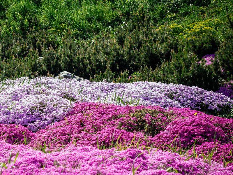 Decorative Mulch And Ground Covers