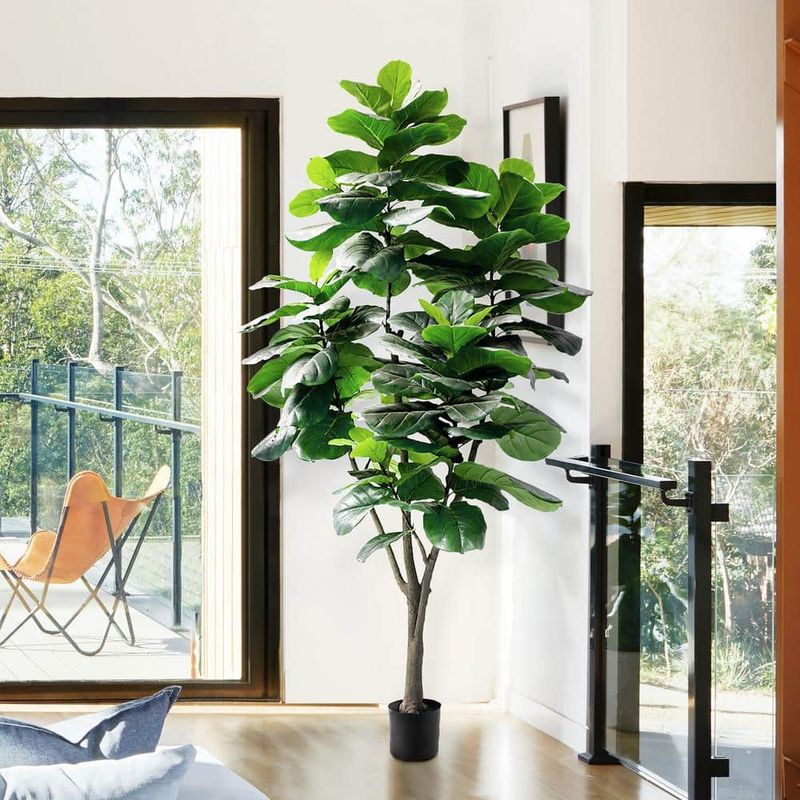 15 Home Decor Items Gaining Popularity In California Homes For 2025 Plus 5 Trends Already Hot - Decor Hint Large Indoor Fiddle-Leaf Fig Trees