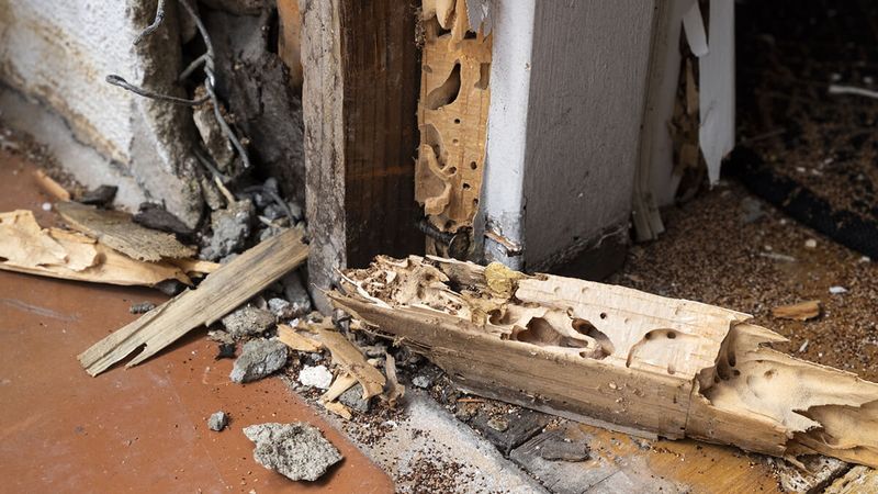 18 Things Appraisers Look For That Most Homeowners Miss - Decor Hint Hidden Pest Damage