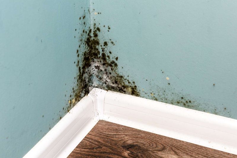 13 Things People With Nice-Smelling Homes Never Do According To Pros, Plus 9 Extra Ones People Usually Forget - Decor Hint Ignore Hidden Mold Sources