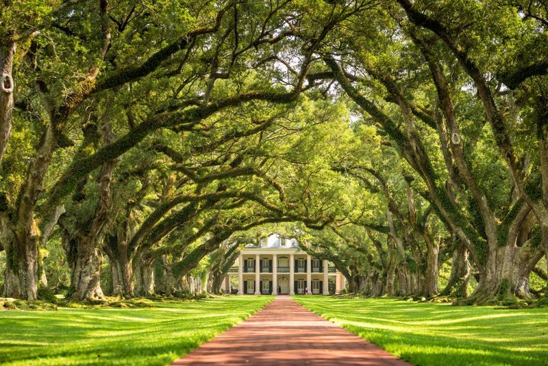16 Antebellum Homes In The South You Shouldn't Miss - Decor Hint Oak Alley Plantation (Louisiana)