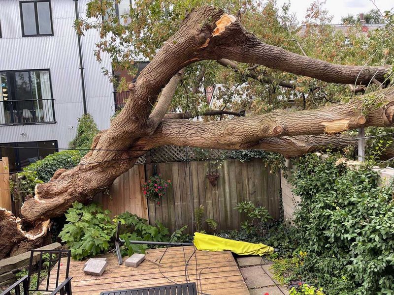 Large Trees Too Close to Property Lines