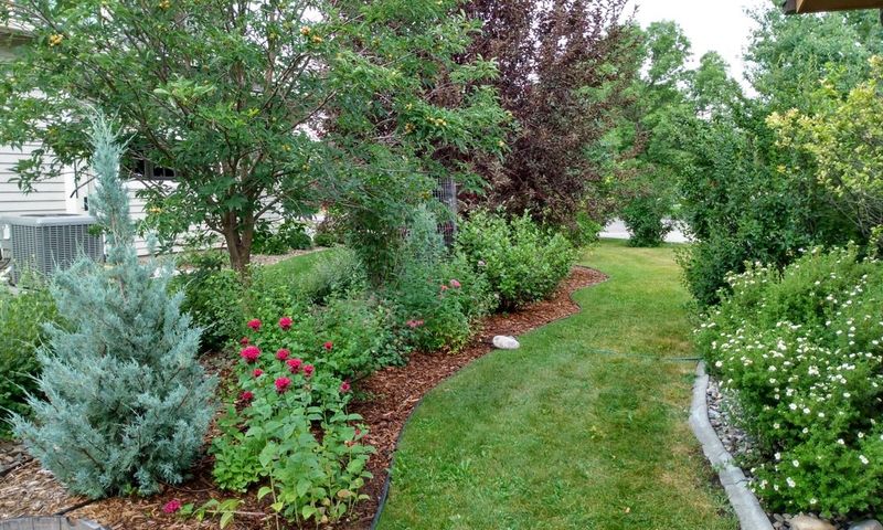 Wildlife-Friendly Berry Patches