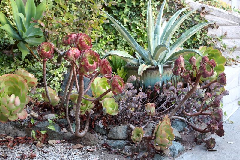 Neglected Cactus Beds And Overgrown Agave