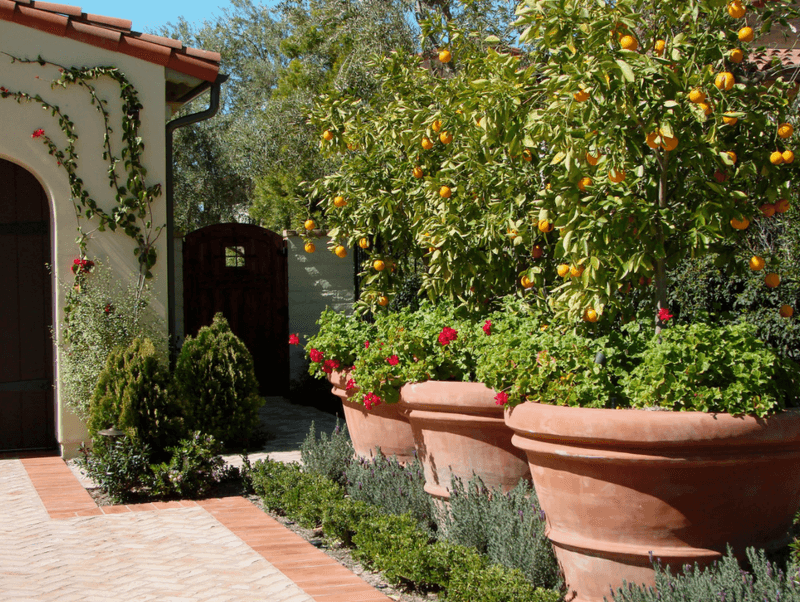 These 20 Garden Decor Ideas Are The Little Details That Will Make The Biggest Difference In Your Outdoor Space - Decor Hint Potted Citrus Trees in Decorative Containers