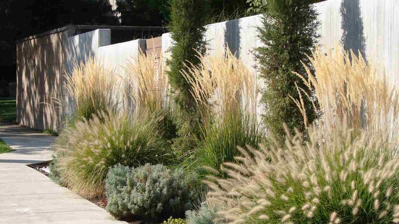 Go For Ornamental Grasses