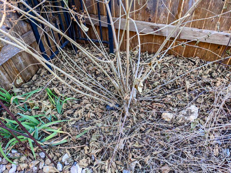 8 Things California Designers Warn You To Avoid On Your Porch (Plus 8 Must-Have Items For Instant Curb Appeal) - Decor Hint Dead Or Dying Plants