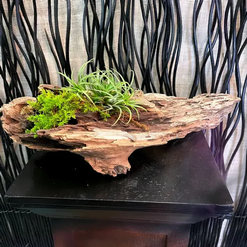 10 Coastal-Inspired Curb Appeal Ideas From Florida Homes - Decor Hint Driftwood Garden Accents