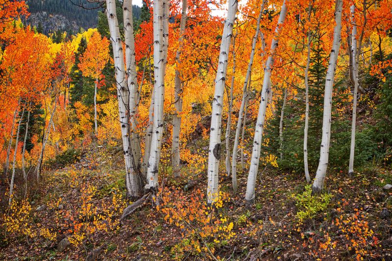 Want To Refresh Your Yard? Steal These Outdoor Decor Ideas From Colorado Homes - Decor Hint Aspen Grove Privacy Screens