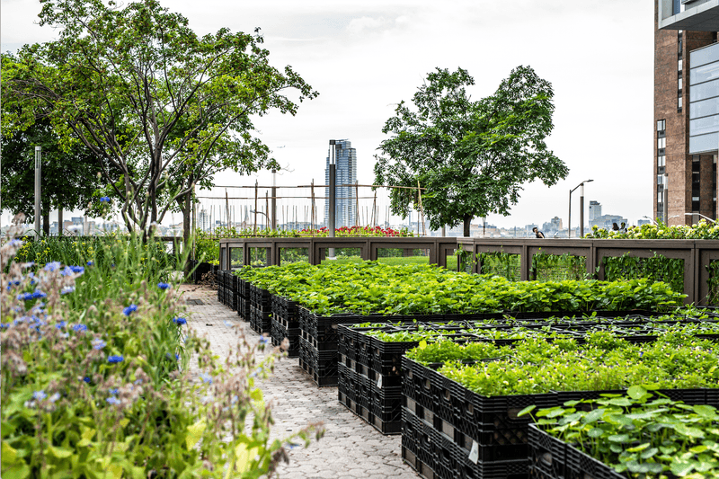 Urban Food Gardens with Chef-Worthy Harvests