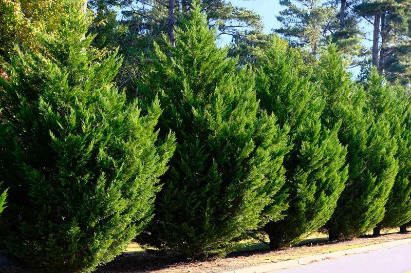 Seattle's Top 10 Exterior Design Ideas For Wet Climates - Decor Hint Strategic Evergreen Windbreaks