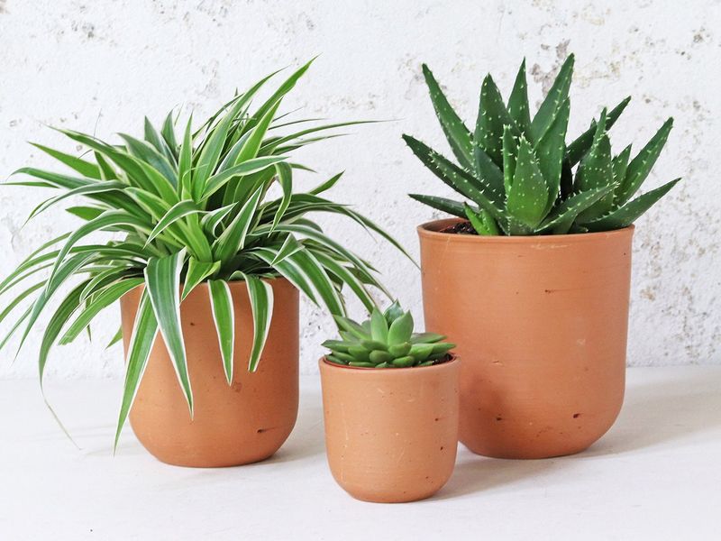 Bring Rustic Vibes Into Your California Home With These Decorating Tips - Decor Hint Botanical Touches with Native Plants