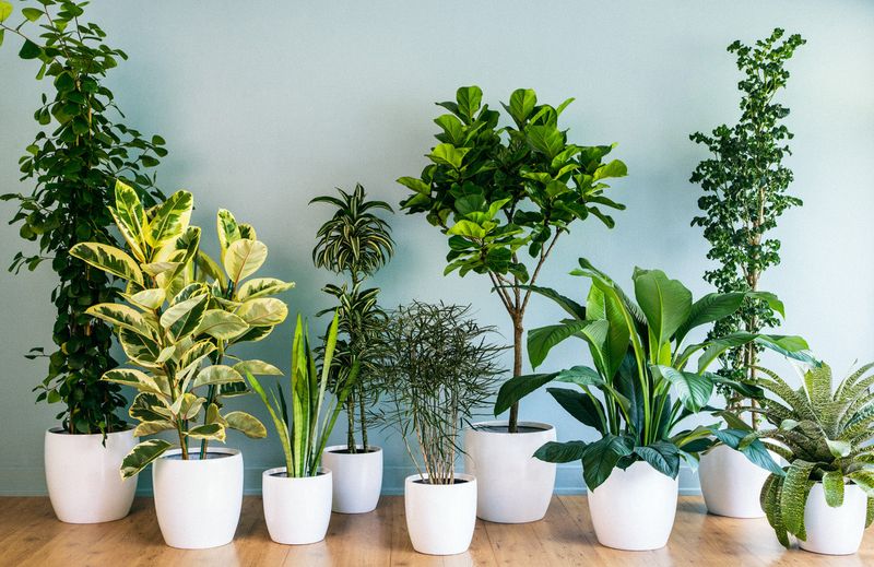 8 Laid-Back Decorating Touches That Define California Living Spaces - Decor Hint Indoor Plants Galore