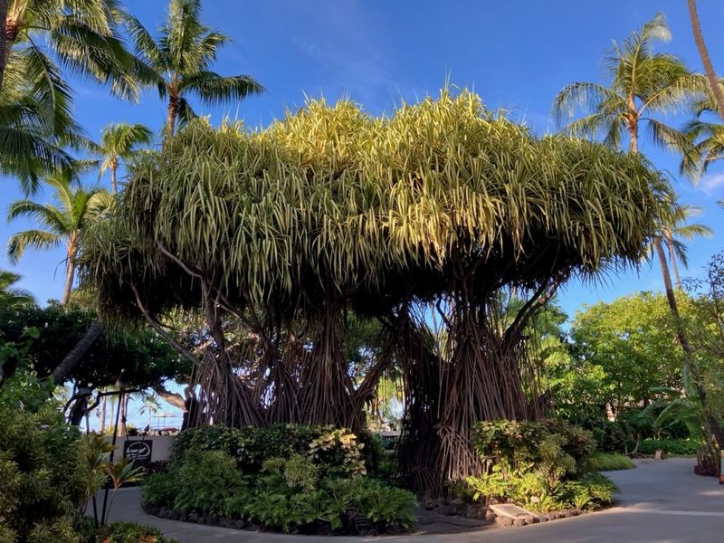 14 Tropical Garden Accents Seen Around Hawaii Villas - Decor Hint Orchid Trees