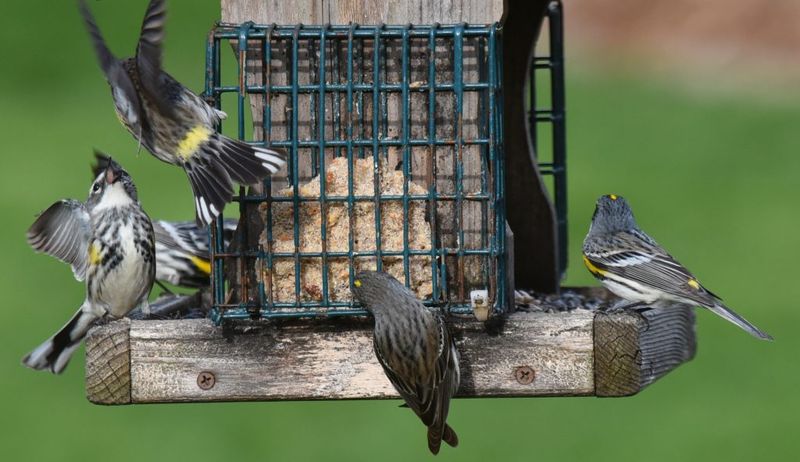 21 Landscaping Features That Are Really Annoying Your Neighbors, Real Estate Pros Say - Decor Hint Messy Bird Feeders