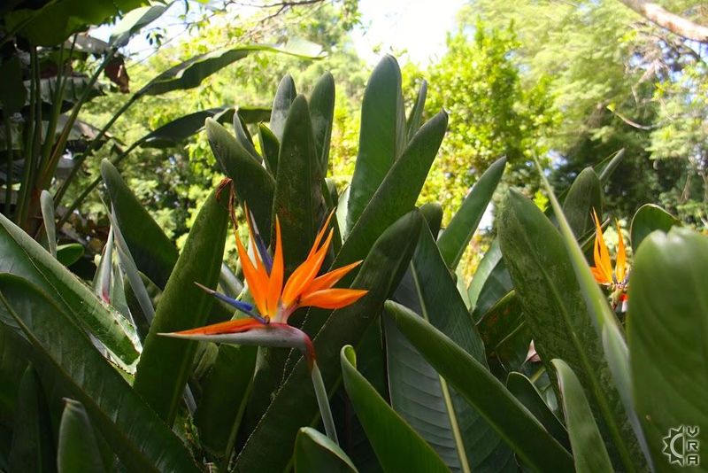 14 Tropical Garden Accents Seen Around Hawaii Villas - Decor Hint Bird of Paradise Plantings