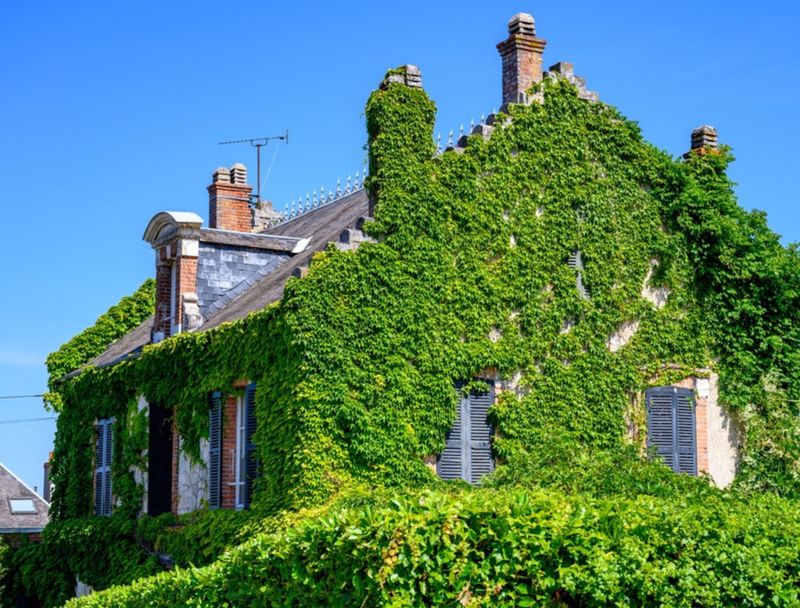 18 Red Flags Home Buyers Notice First About Your House (Plus 4 Deal Breakers) - Decor Hint Overgrown Landscaping