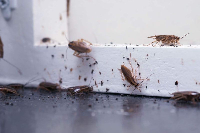 18 Red Flags Home Buyers Notice First About Your House (Plus 4 Deal Breakers) - Decor Hint Signs of Pest Infestation