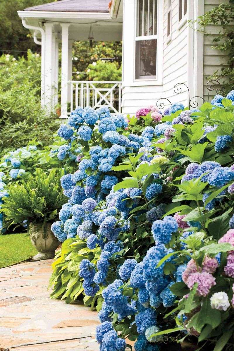 Lush Southern Garden Borders