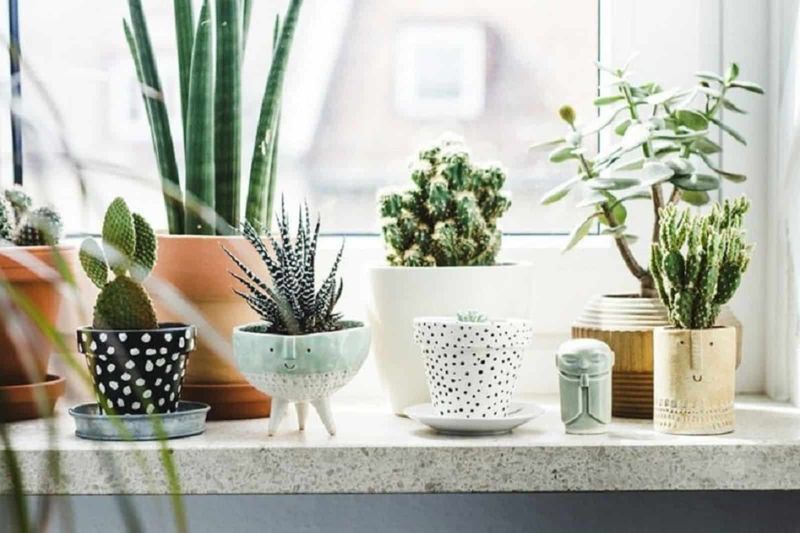 Upgrade Plastic Planter Pots to Ceramic or Woven Ones