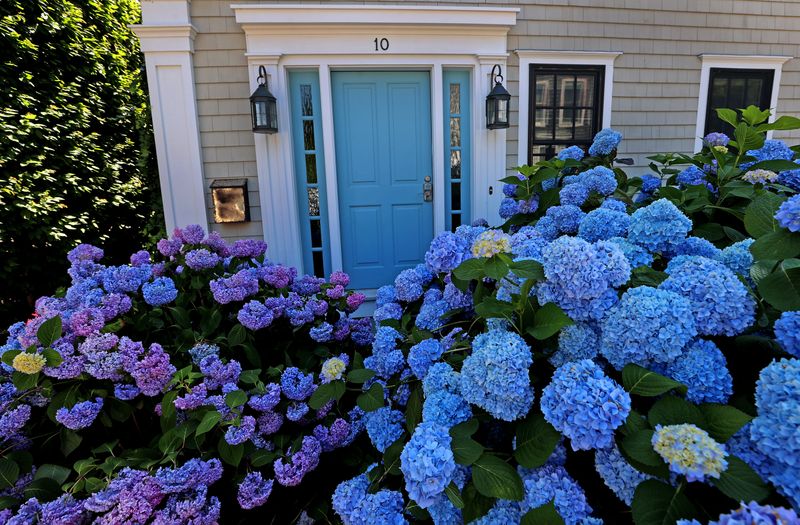 7 Examples Of Coastal Inspired Curb Appeal In Boston Homes - Decor Hint Hydrangea and Beach Grass Landscaping