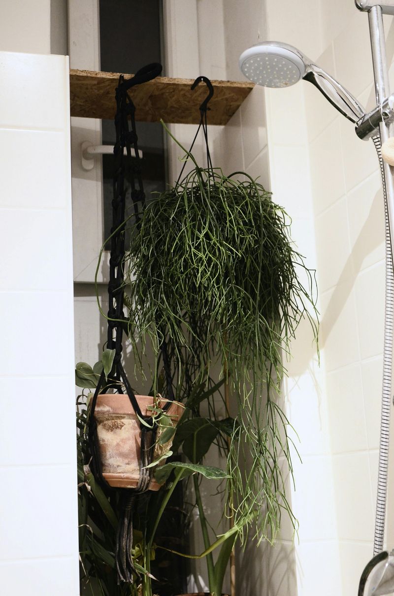 Vertical Garden Wall for Natural Serenity