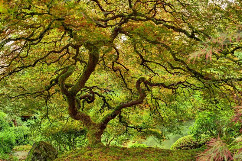 Specimen Trees As Living Sculptures
