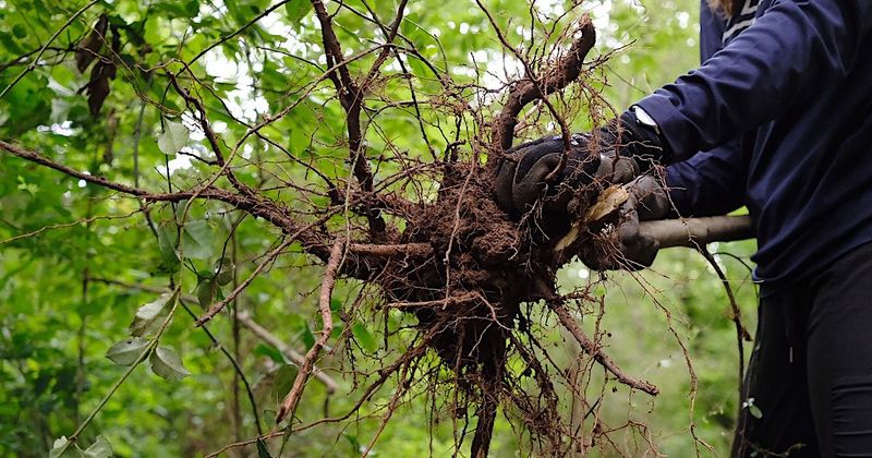 Invasive Plant Species