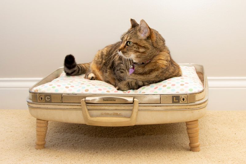 Easy Weekend Wins: What New York DIYers Are Creating - Decor Hint Vintage Suitcase Pet Bed