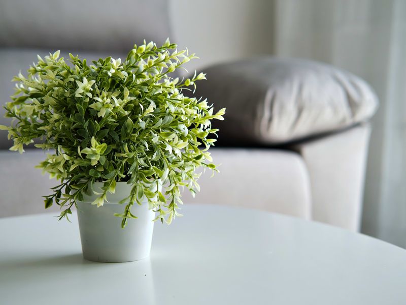 Fake Plants That Fool No One