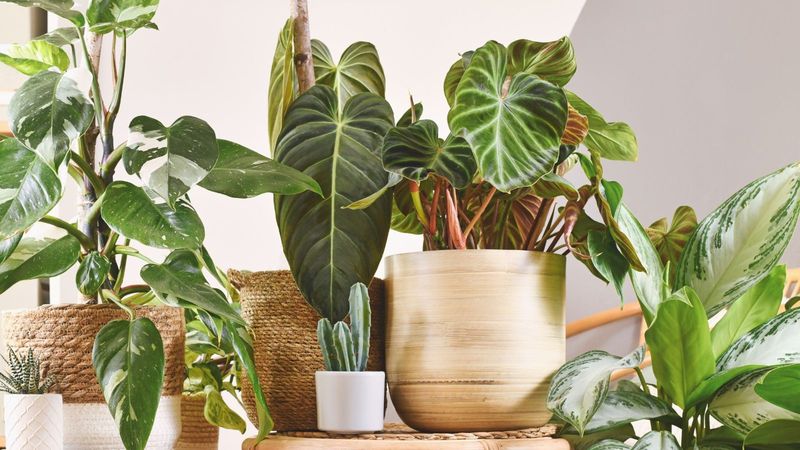 4 Decor Items Losing Appeal In Alpharetta Homes (And 3 That Are Still Popular) - Decor Hint Indoor Plants Growing in Popularity