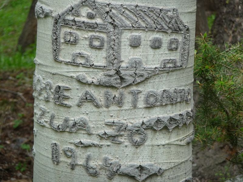 Heirloom Finds In Reno That Celebrate Nevada's Underrated Design Legacy - Decor Hint Basque Shepherds' Tree Carvings: Living Art In Sierra Aspen Groves