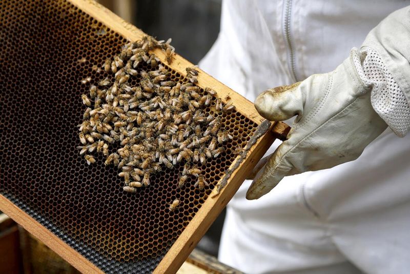 US Homeowners Beware 17 Backyard Items That Might Be Forbidden In The Near Future - Decor Hint Guerrilla beehives without permits