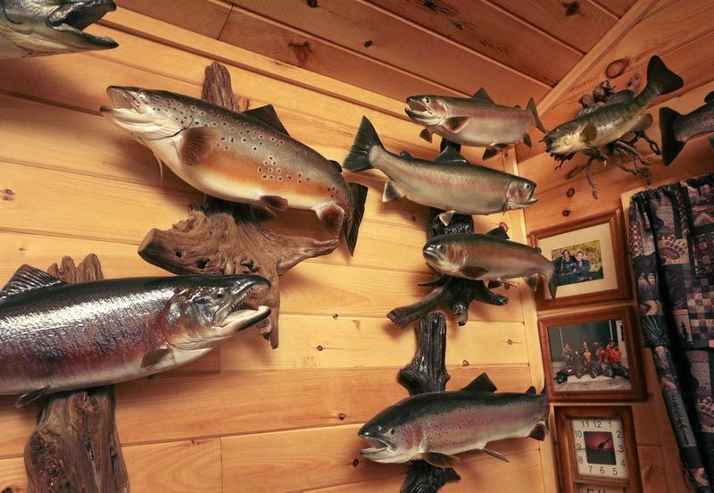 Home Stagers Say These Things Make Your Home Look Tacky And How To Fix Them - Decor Hint Taxidermy In Unexpected Places