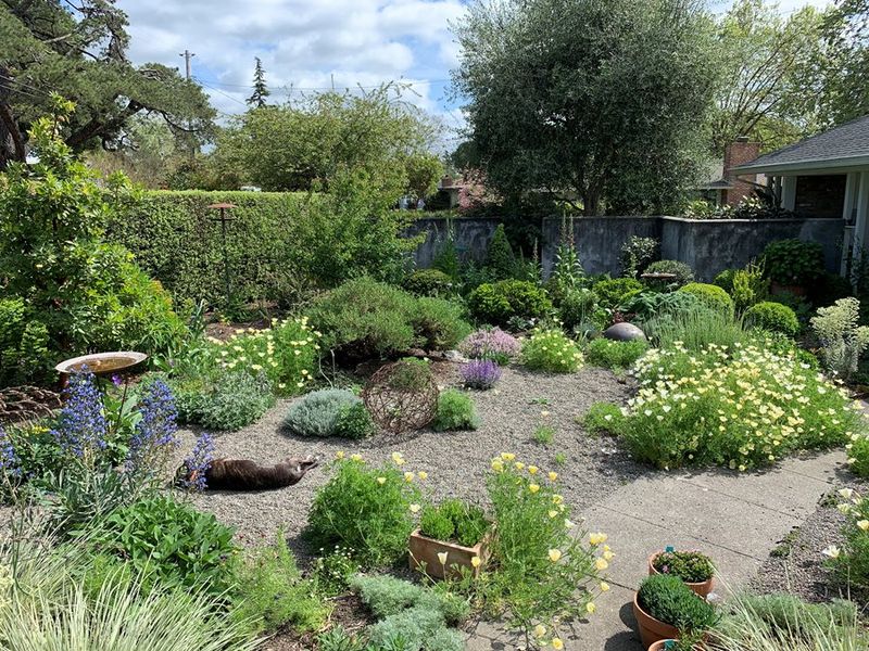 20 Front Yard Ideas That Look Professionally Landscaped - Decor Hint Drought-Tolerant Plantings
